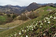 94 Vista su Alino con campanelle in primo piano